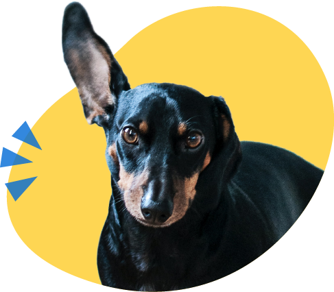 귀 쫑긋하는 고객 서비스 배너